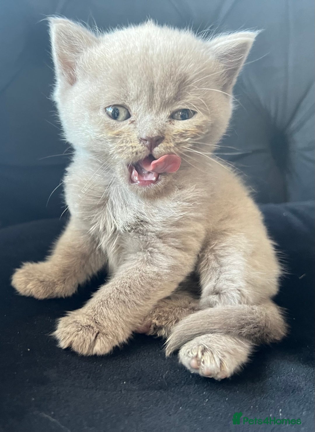 Scottish Fold cats for sale: Beautiful lilac Scottishfold straight ear kittens  - Image 34