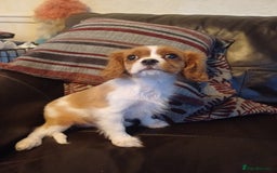 Cavalier King Charles Spaniel dogs for sale: READY kc, health tested girl - Image 17