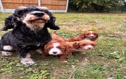 Cavapoo dogs for sale: Stunning cavapoo pups *ready to leave 29th august* - Image 18