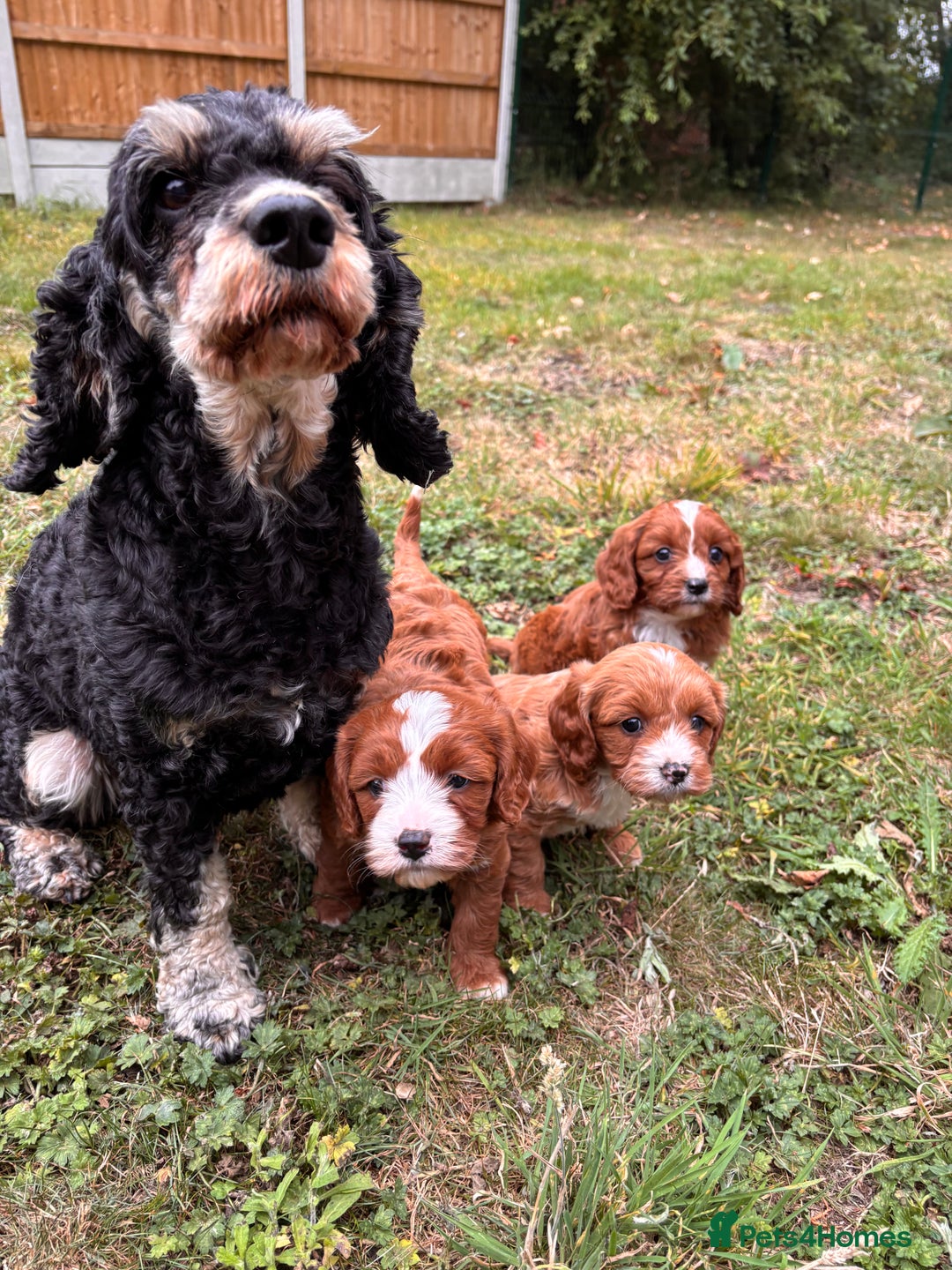 Cavapoo dogs for sale: Stunning cavapoo pups *ready to leave 29th august* - Image 18