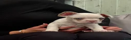 French Bulldog dogs for sale: *Ready NOW!!** Last Female!** - Advert 7