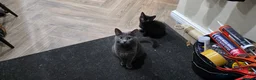 Mixed Breed cats for sale: Male kitten - Advert 1