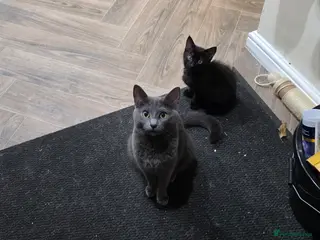 Mixed Breed cats Male kitten - Advert 1