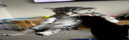 Mixed Breed cats for sale: Spiral tabby kittens 😍 in Hounslow - Advert 10
