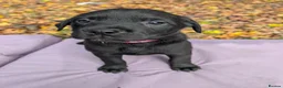Mixed Breed dogs for sale: Labrador x rottweiler pups  - Advert 28