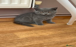 British Shorthair cats for sale: 2 Beautiful British ShortHair  - Image 5
