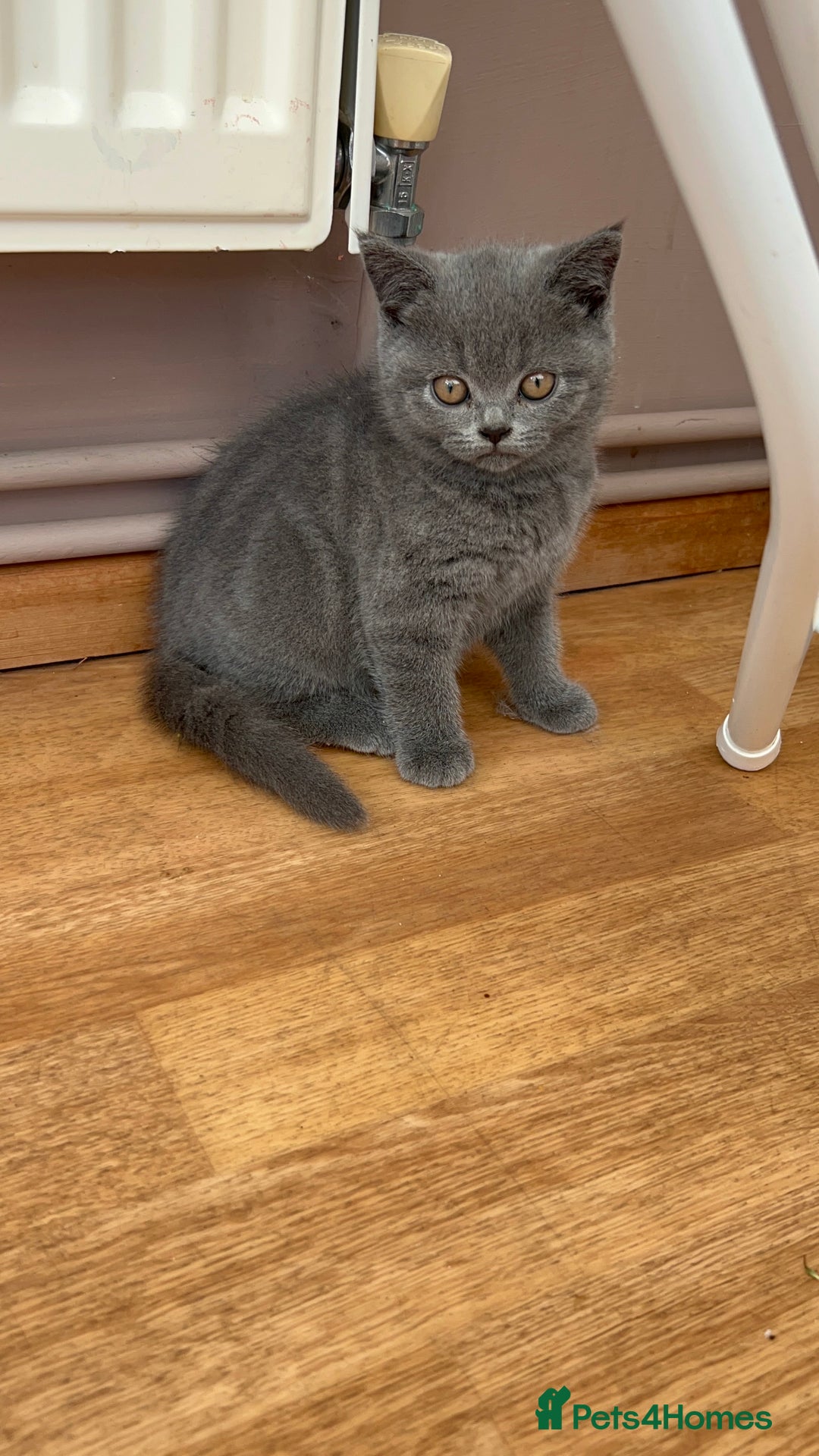 British Shorthair cats for sale: 2 Beautiful British ShortHair  - Image 5