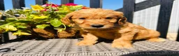 Mini Goldendoodle dogs for sale: 🧡❤️ GORGEOUS MINI GOLDENDOODLE PUPPIES ❤️🧡 - Advert 17