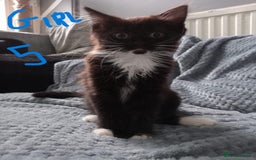 Mixed Breed cats for sale: KITTEN WHITE- MALE AND FEMALE BLACK BACK AND WHITE - Image 8