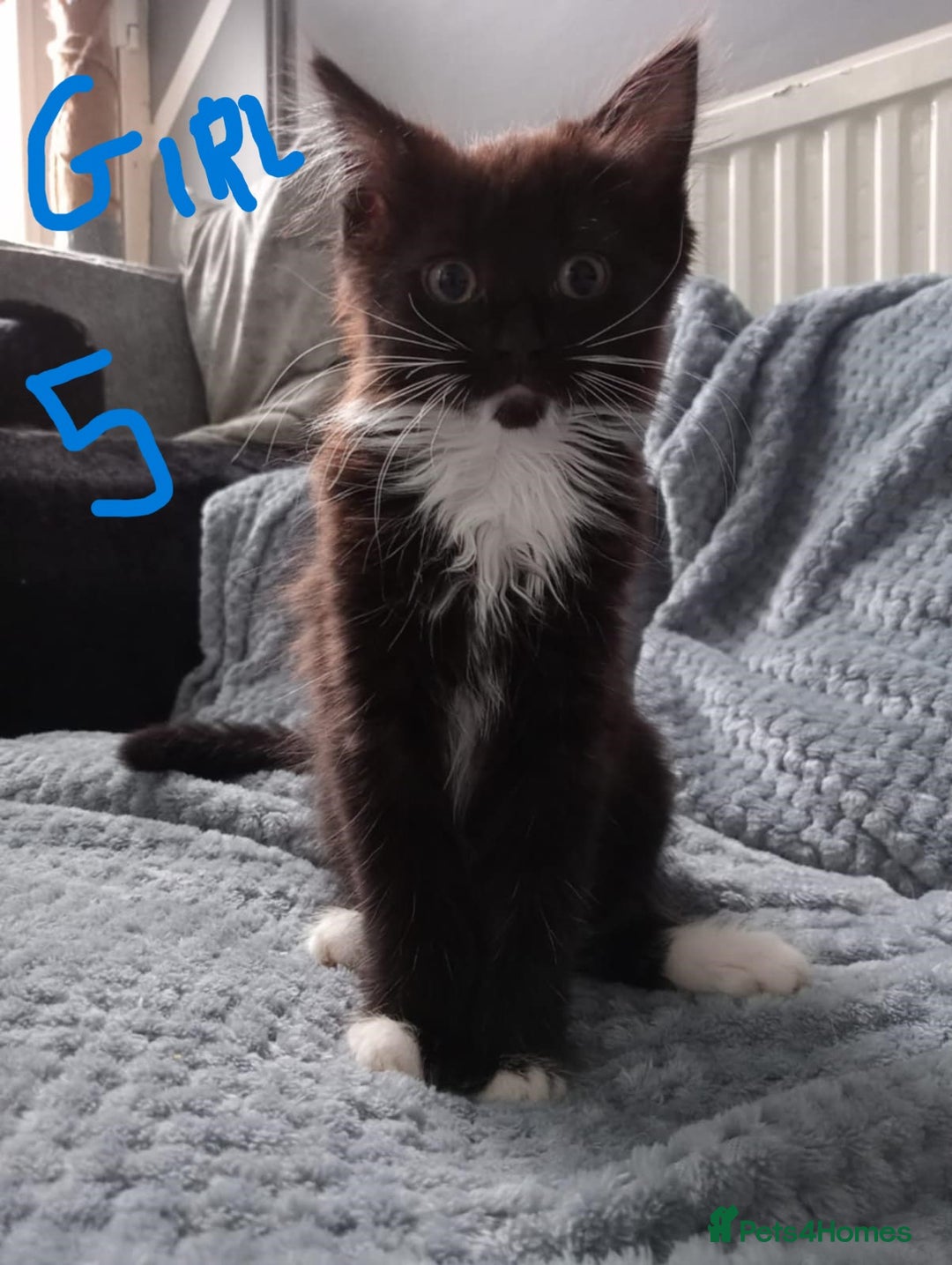Mixed Breed cats for sale: KITTEN WHITE- MALE AND FEMALE BLACK BACK AND WHITE - Image 8