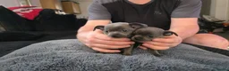 Chihuahua dogs for sale: 4 tiny beautiful chihuahua puppies  in Liverpool - Advert 3
