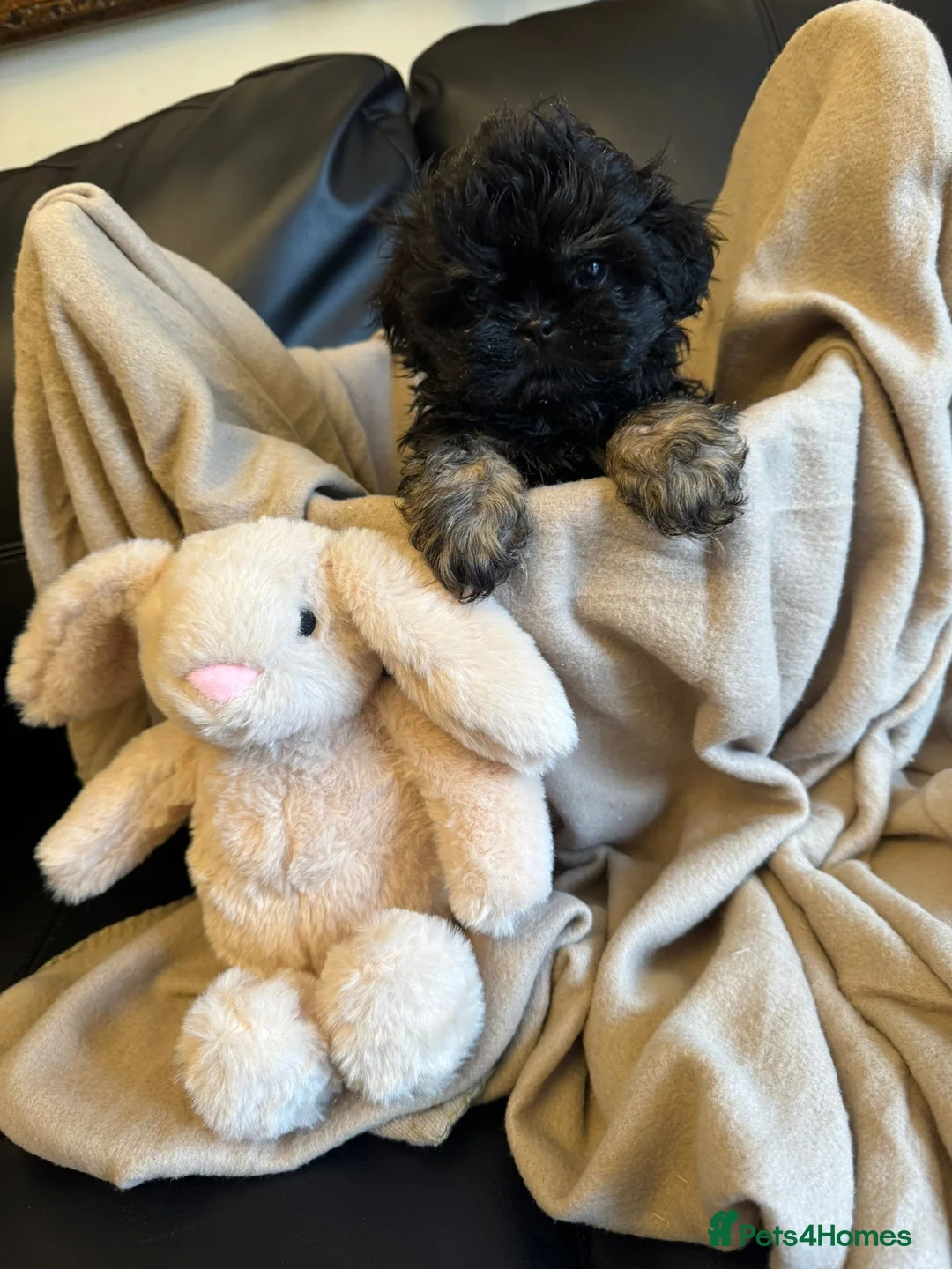 Shih Tzu dogs for sale: Gorgeous, outstanding imperial shih tzu puppies - Advert 11