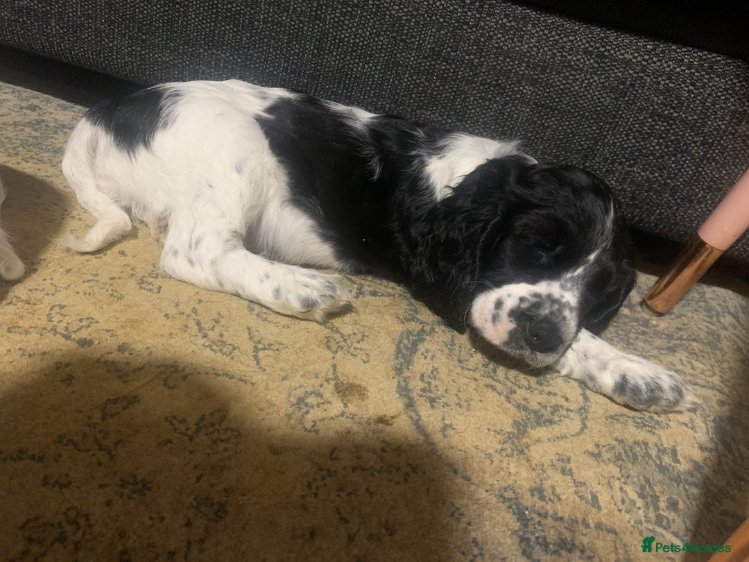 Cocker Spaniel dogs for sale: Last pup remaining  - Advert 2