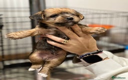 Yorkshire Terrier dogs for sale: Yorkshire Terrier  - Advert 5