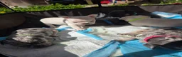 French Bulldog dogs for sale: French bulldog - Advert 17
