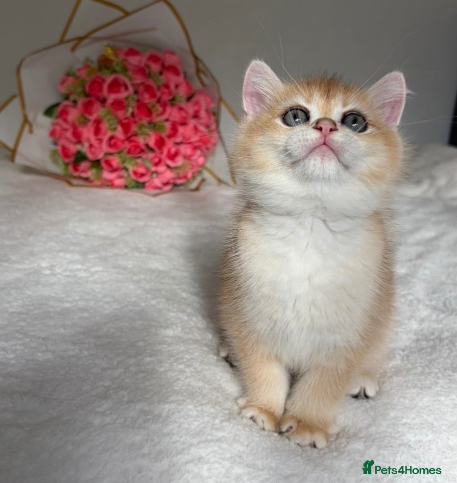 British Shorthair cats Scrumptious Golden NY12/NY25 BSH, Girl/Boy  - Advert 1