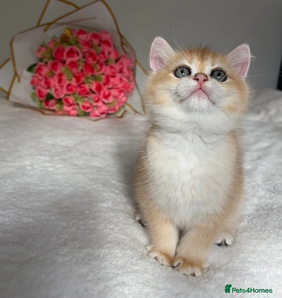 British Shorthair cats for sale: Scrumptious Golden NY12/NY25 BSH, Girl/Boy  - Advert 1