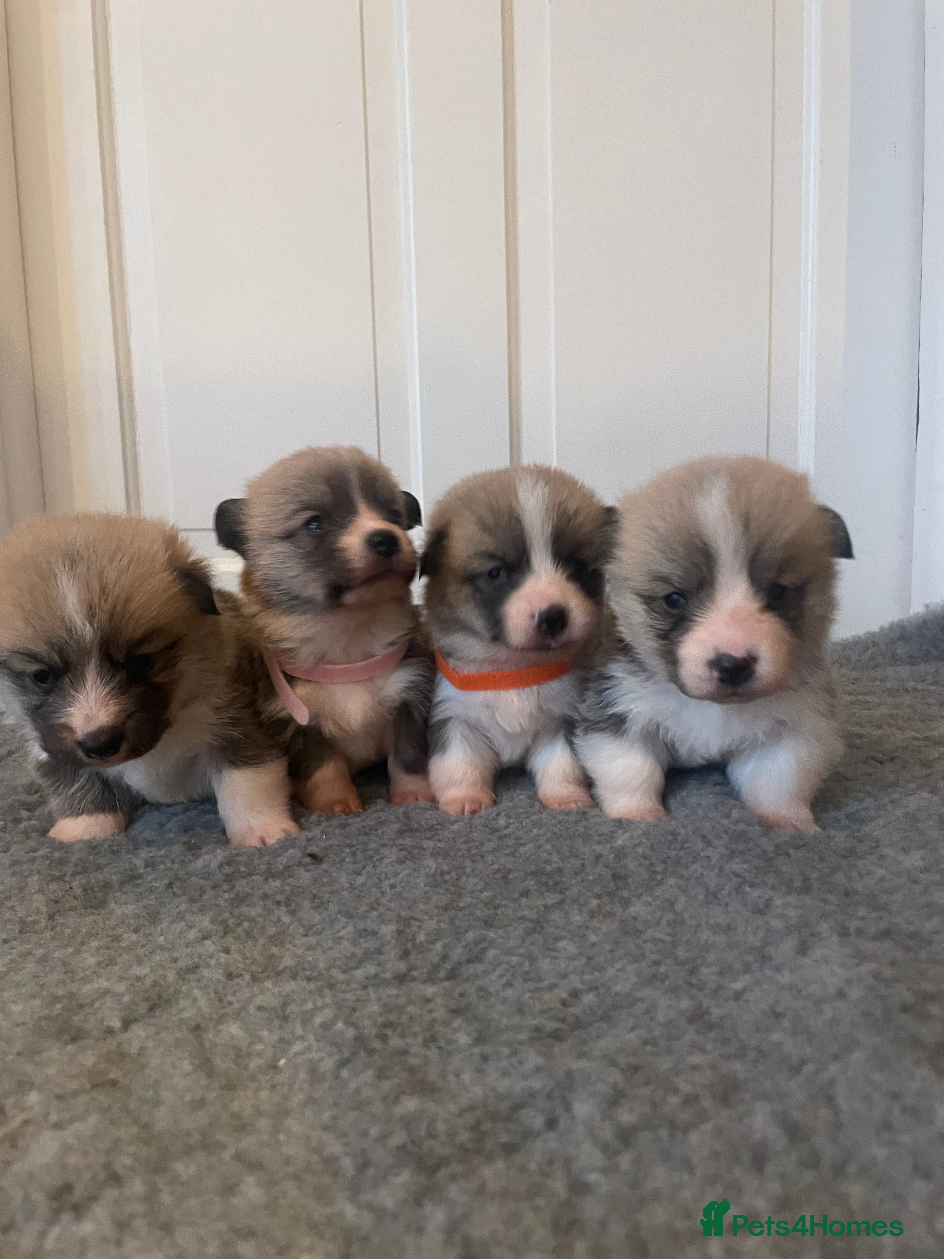 Welsh Corgi Pembroke dogs KC REG PEMBROKESHIRE CORGIS in Cambridge - Advert 1