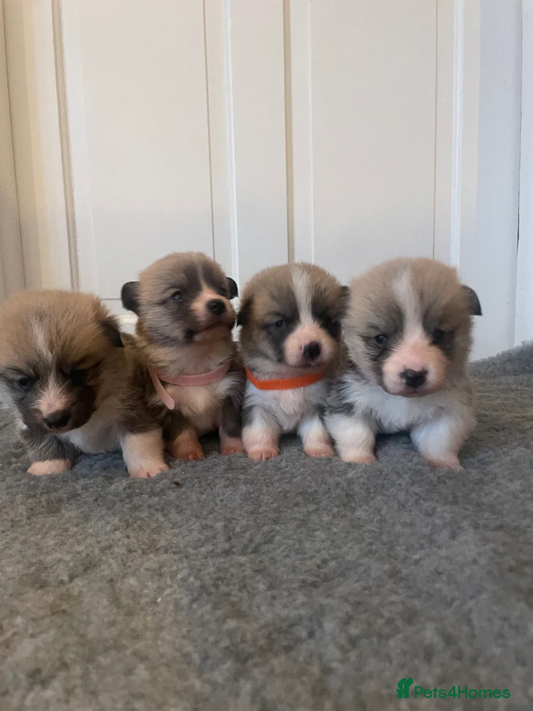 Welsh Corgi Pembroke dogs for sale: KC REG PEMBROKESHIRE CORGIS in Cambridge - Advert 1