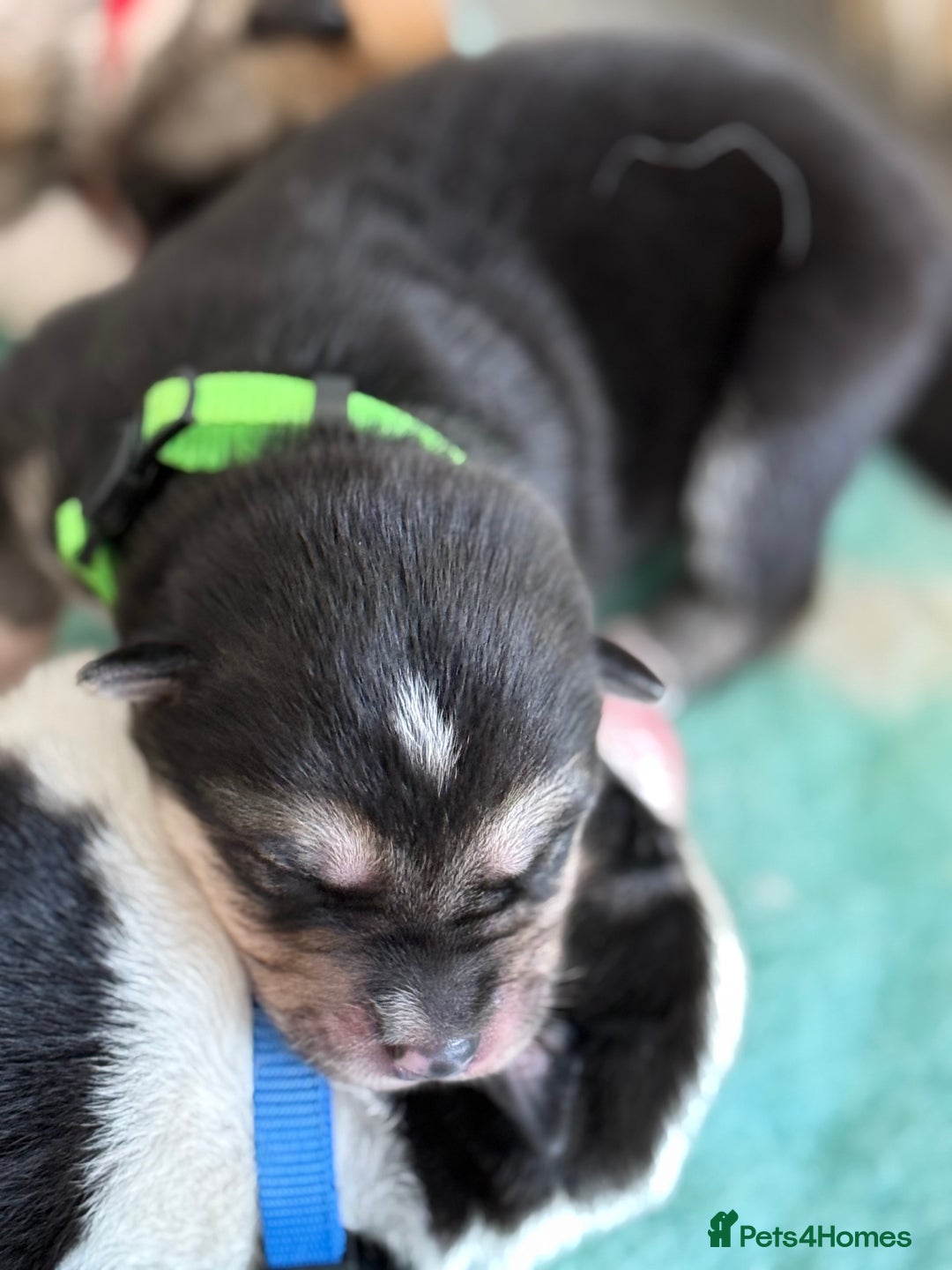 Huskita dogs for sale: Gorgeous Huskita Puppies  - Image 7