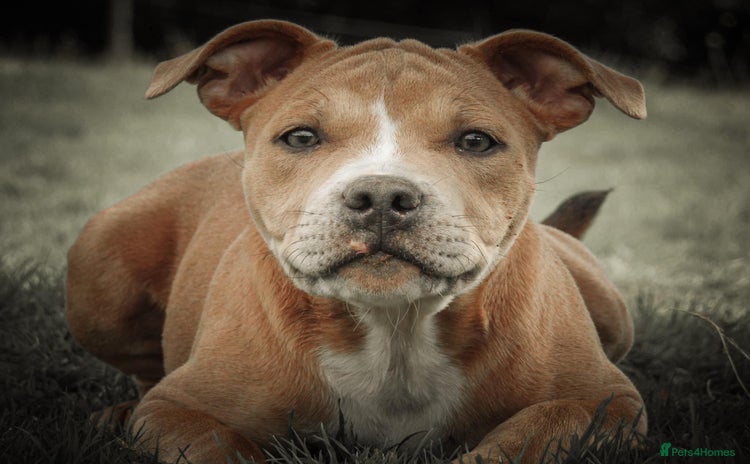 Mixed Breed dogs - Advert 1