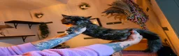Mixed Breed cats for sale: Maine Coon Cross Kittens available  - Advert 6