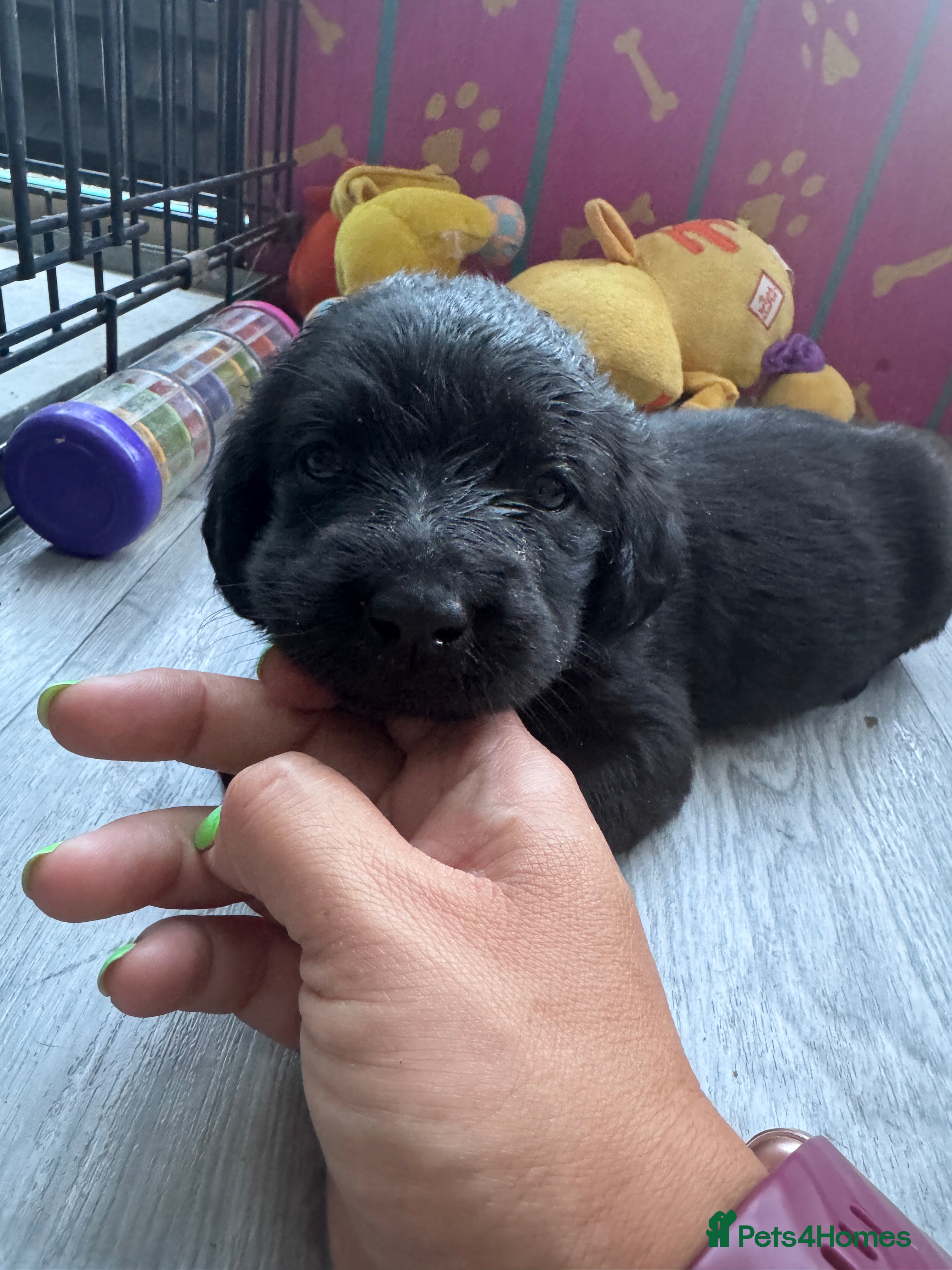 Labradoodle dogs Labradoodle Puppies - Advert 2