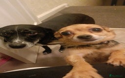 Mixed Breed dogs for sale: Two beautiful dogs for sale  - Image 1