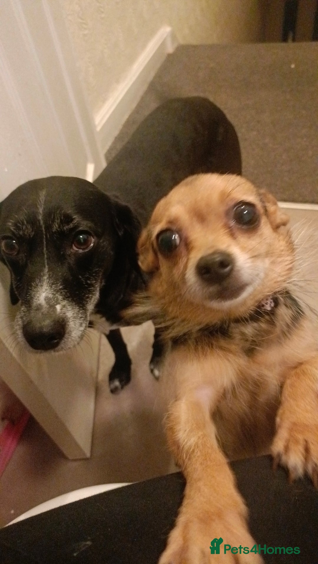Mixed Breed dogs for sale: Two beautiful dogs for sale  - Image 1