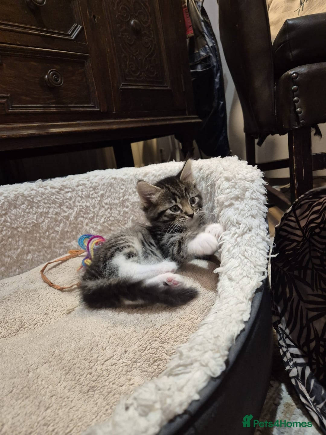 Norwegian Forest Cat cats for sale: Norwegian forest boys  - Advert 3