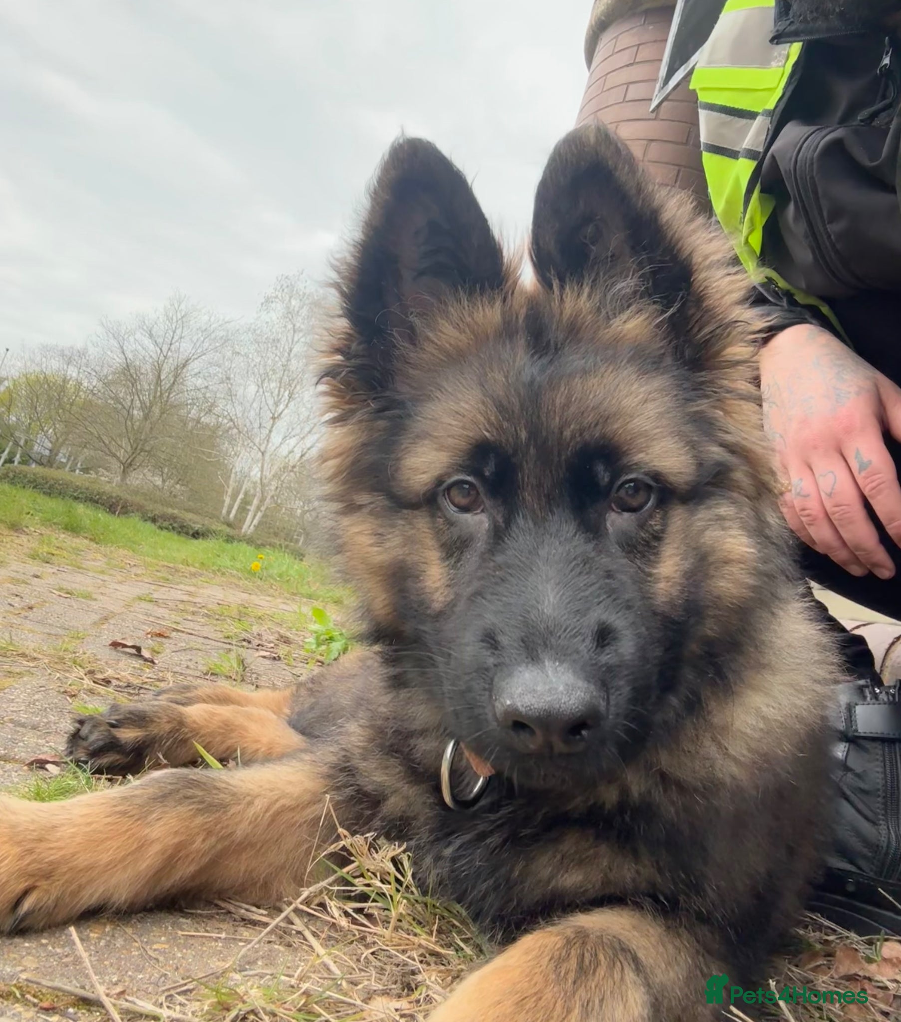 German Shepherd dogs 16 weeks German shepherd pupy  - Advert 1