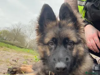 German Shepherd dogs 16 weeks German shepherd pupy - Advert 1