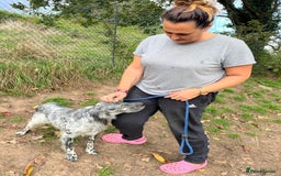 English Setter dogs for adoption: Cata  - Image 9