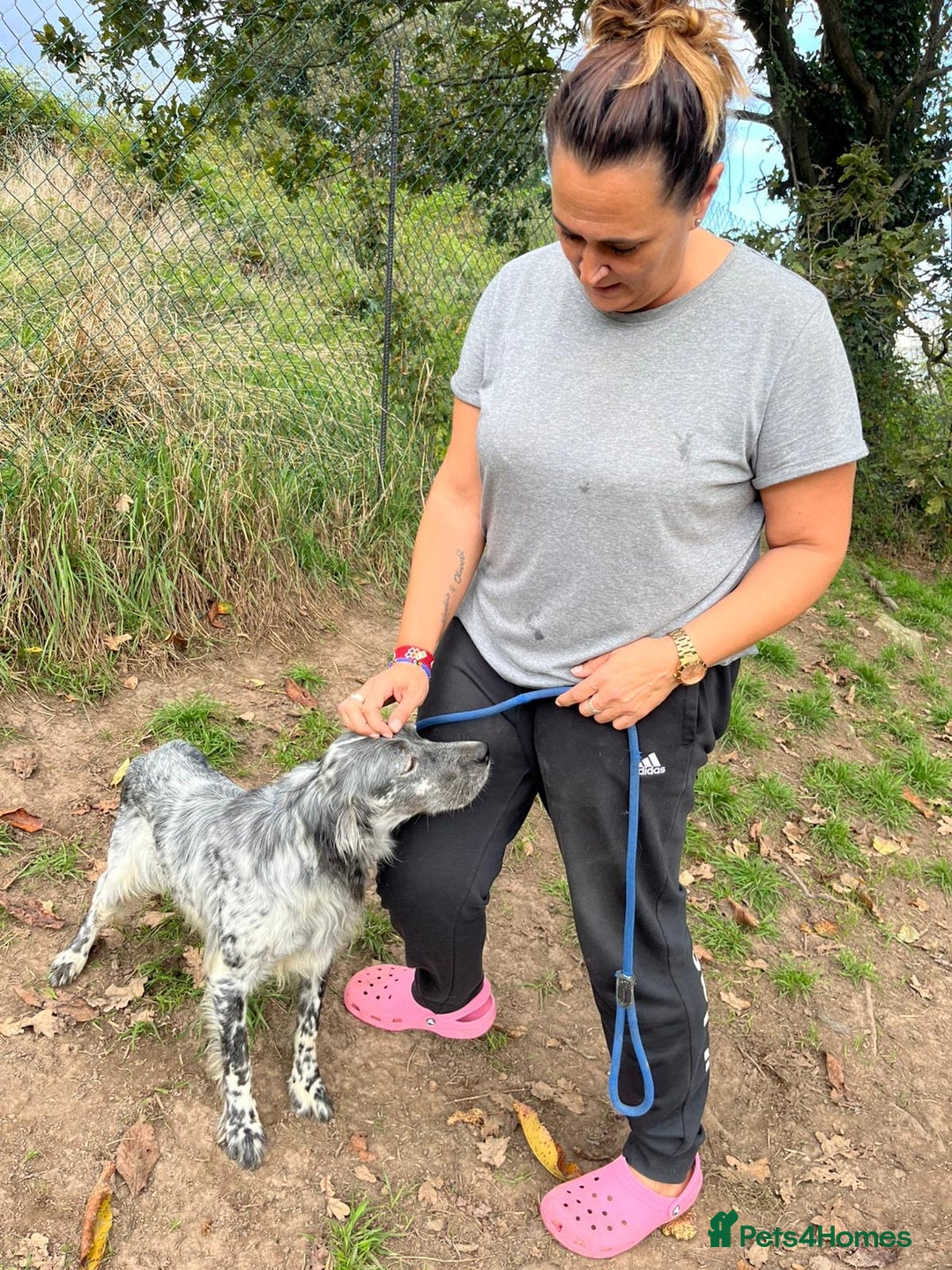 English Setter dogs for adoption: Cata  - Image 9