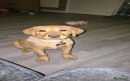 Labrador Retriever dogs for sale: Red Labrador Puppy - Image 2