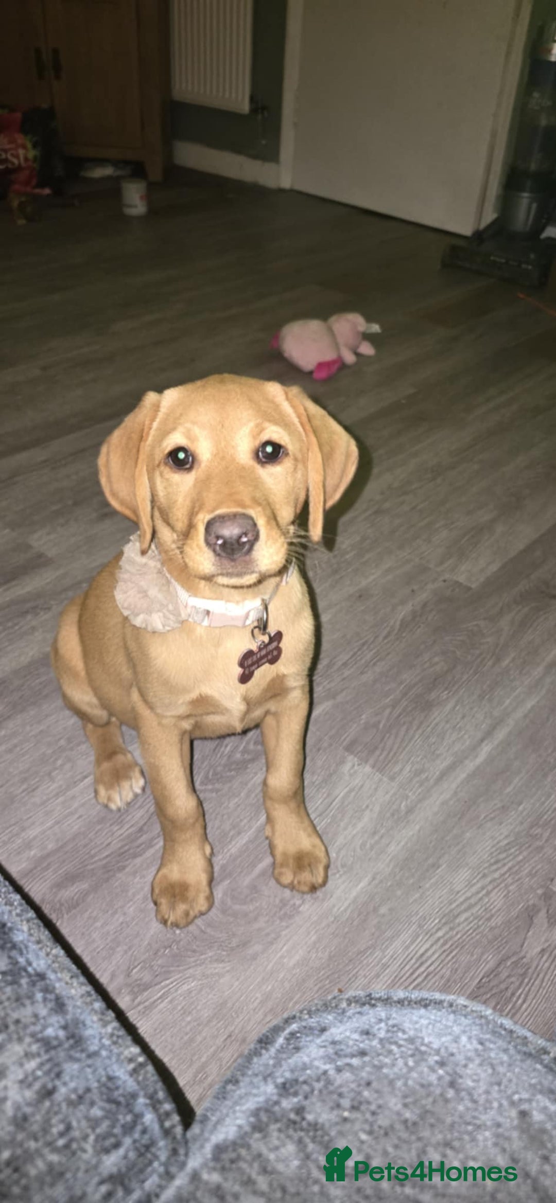 Labrador Retriever dogs for sale: Red Labrador Puppy - Image 2