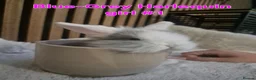 Mini Lion Lop rabbits for sale: Mini lion lops - Advert 7