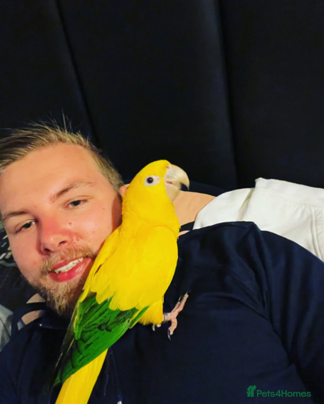 Parrots birds for sale: Sad to sell my beloved 5 year old Male Golden  - Advert 8