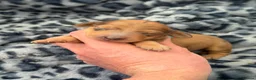 Miniature Dachshund dogs for sale: Champion Lines Minature Dachshunds - Advert 6