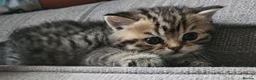 British Shorthair cats for sale: Beautiful GCCF Registered Kittens For Sale - Advert 13