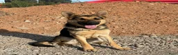 German Shepherd dogs for sale: KC Registered Young Female GSD – Trained - Advert 8