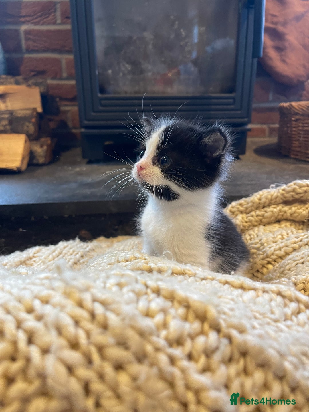 Domestic Shorthair cats for sale: Black & white kittens ready mid jan.  - Advert 6