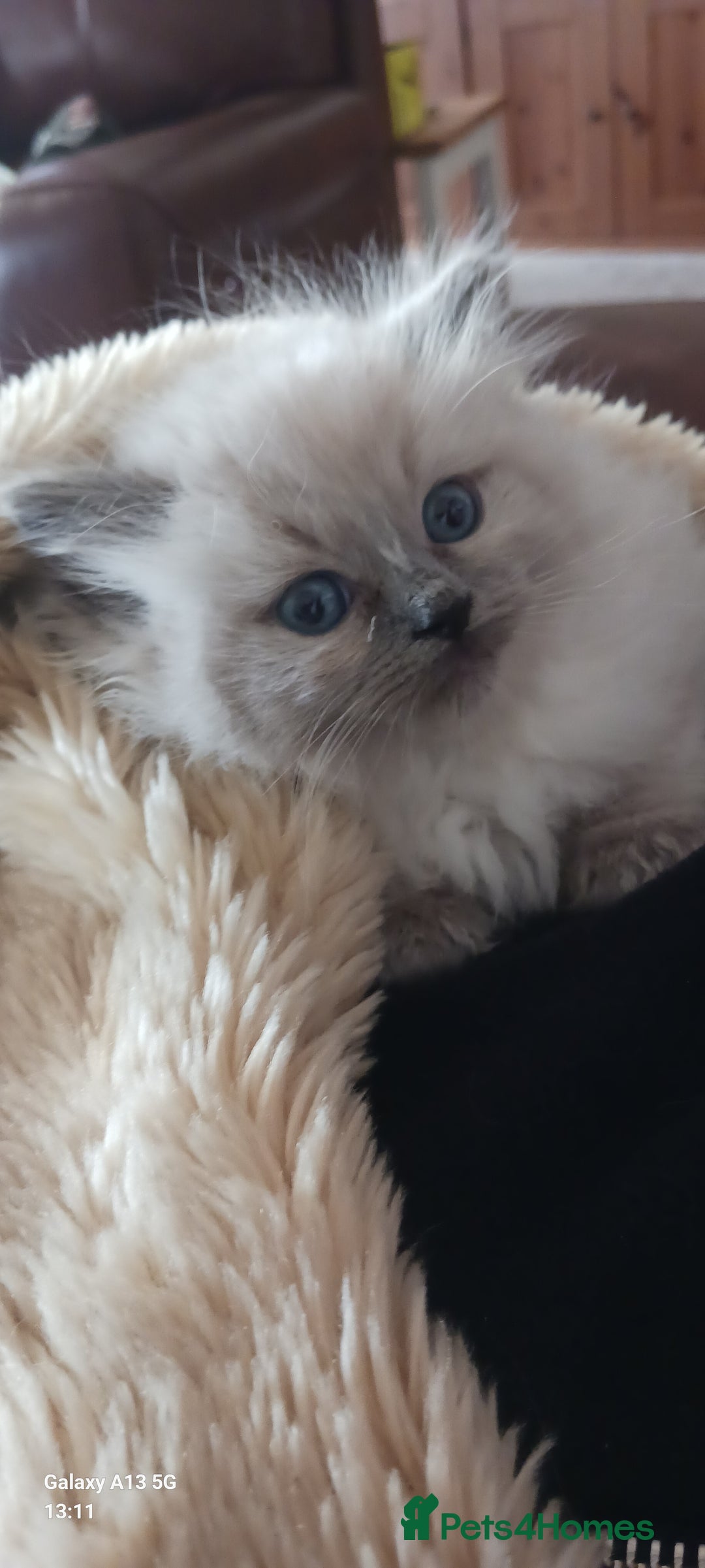 Ragdoll cats for sale: Beautiful Ragdoll Kittens - Image 1