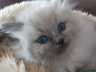 Ragdoll cats - Advert 5