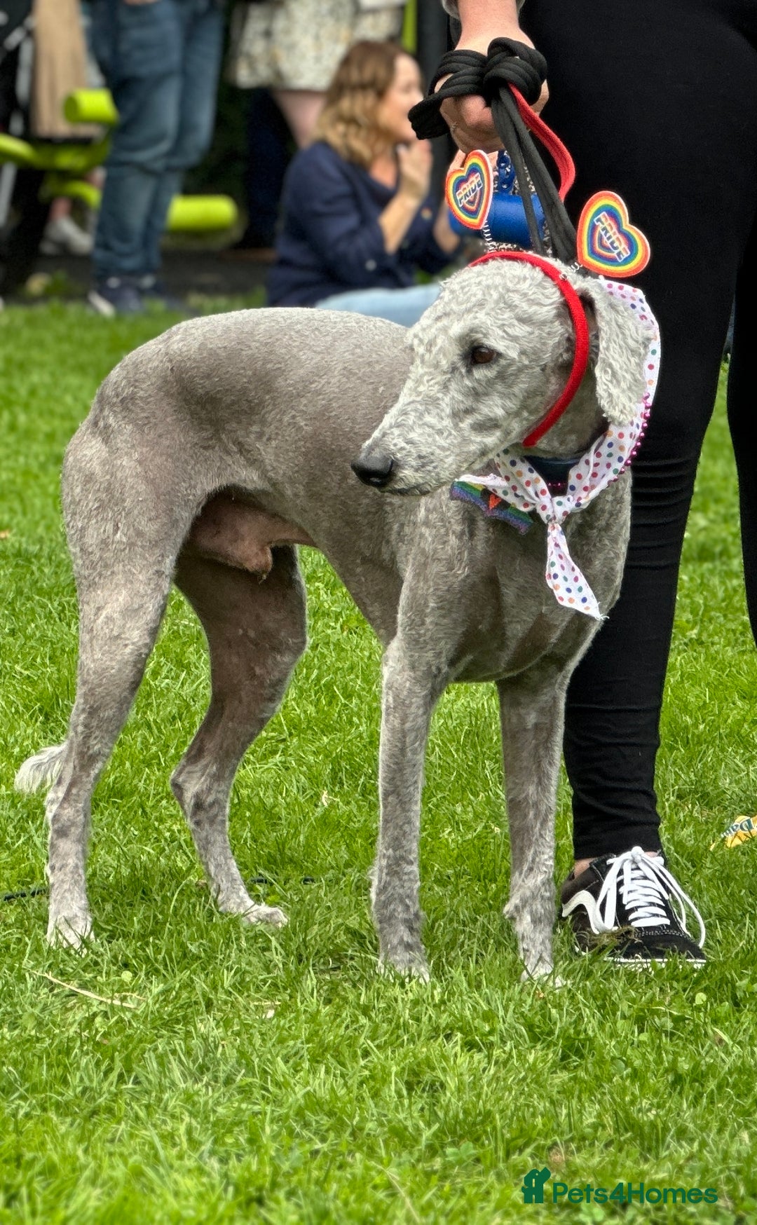 Mixed Breed dogs for sale: Beautiful Bedlington/Greyhound Cross  - Advert 4