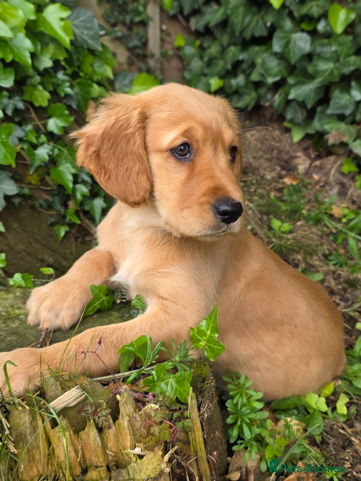 Golden Retriever dogs for sale: *Beautiful KC, DNA clear Golden retriever pups* - Advert 5
