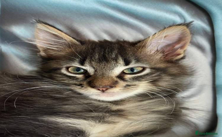 Maine Coon cats - Advert 1