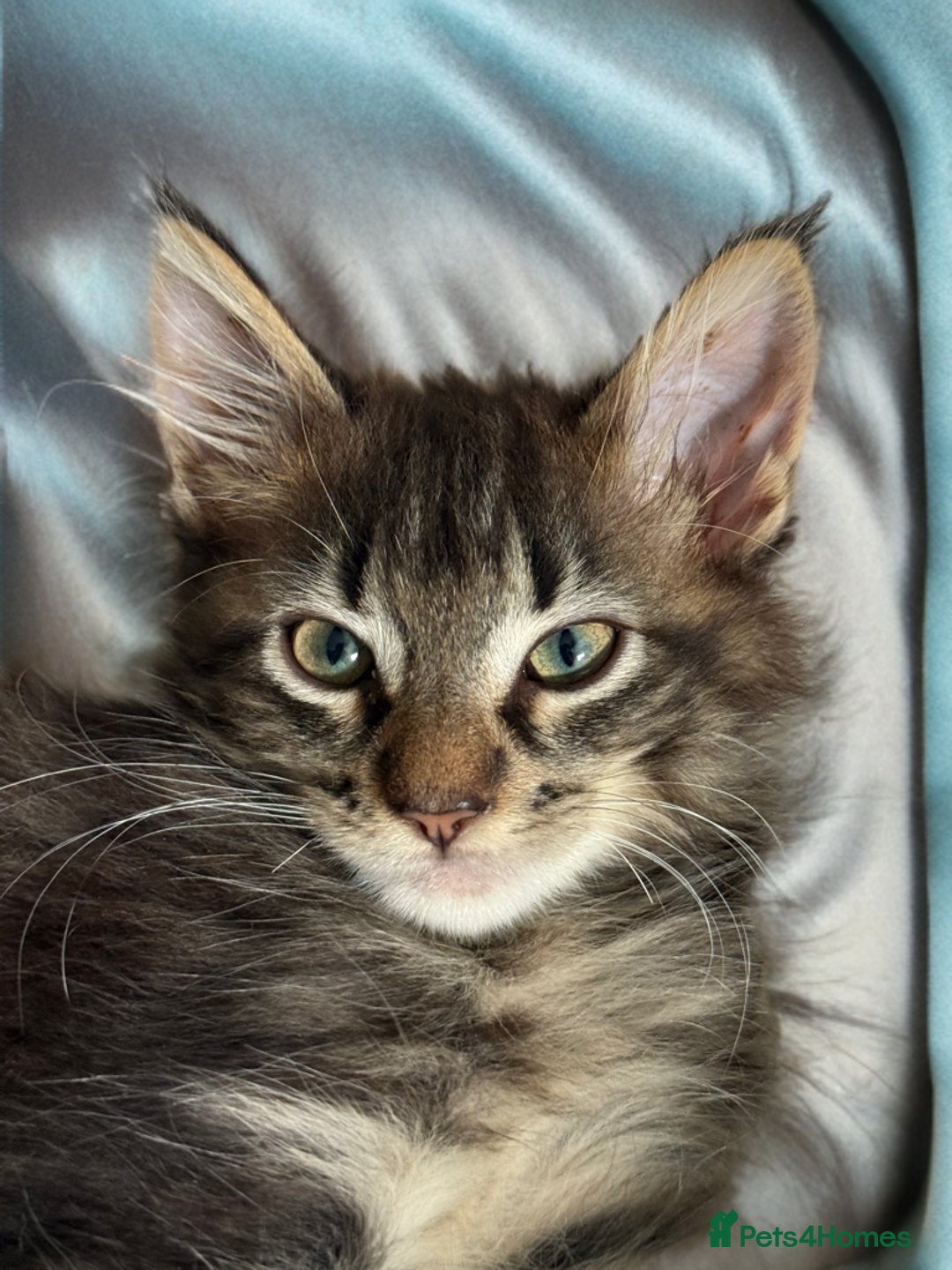 Maine Coon cats for sale: GCCF DNA Tested Male Maine Coon Kitten - Image 1