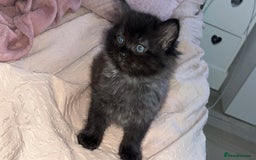 Persian cats for sale: Pershadoll’s 😍half Pershian half Ragdoll. - Image 1