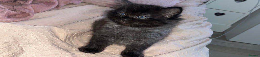 Persian Kitten 2